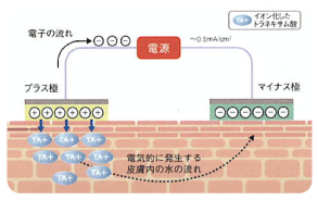 イオン導入効果